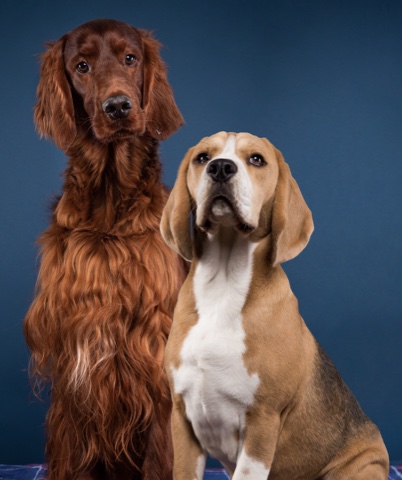 Harvey and Marvel, Anneleen's two dogs